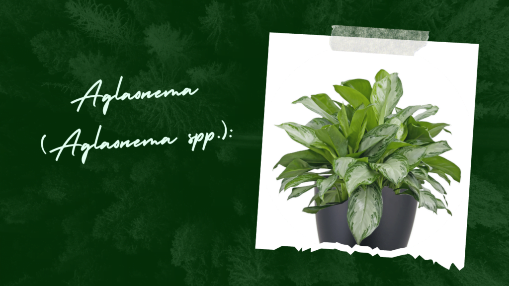 Aglaonema