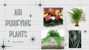 Air Purifying Plants according to nasa