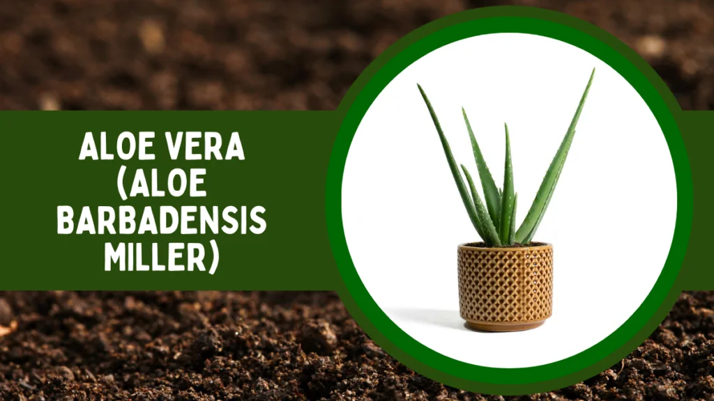 Top 10 Most Popular House Plants for Positive Energy 8 Aloe Vera or Aloe barbadensis miller