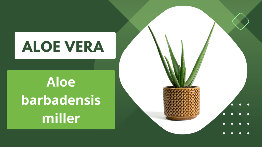 feng shui aloe vera