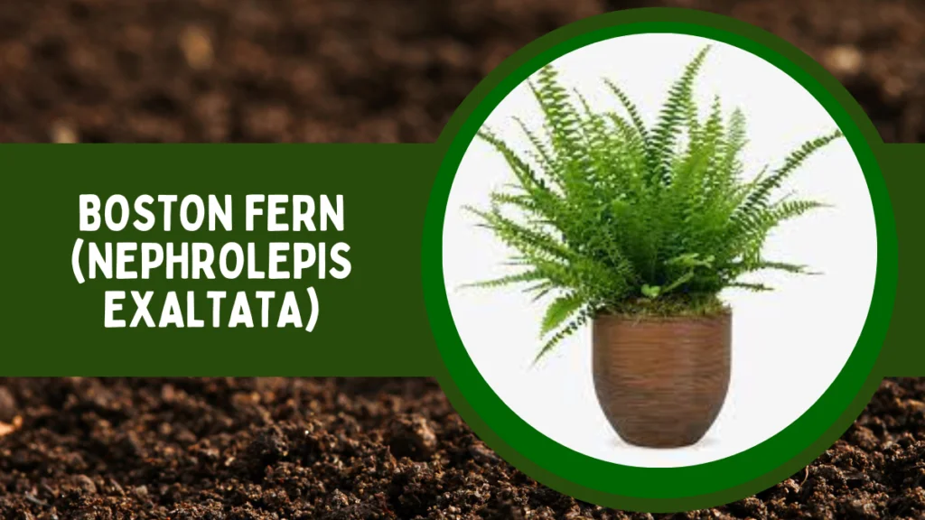Top 10 Most Popular House Plants for Positive Energy 9 Boston Fern or Nephrolepis exaltata