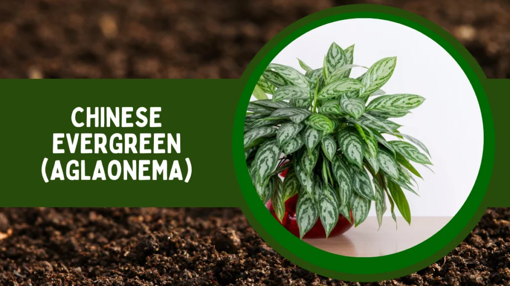 Top 10 Most Popular House Plants for Positive Energy 11 Chinese Evergreen or Aglaonema
