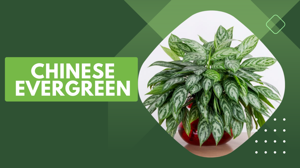 Chinese evergreen feng shui plant