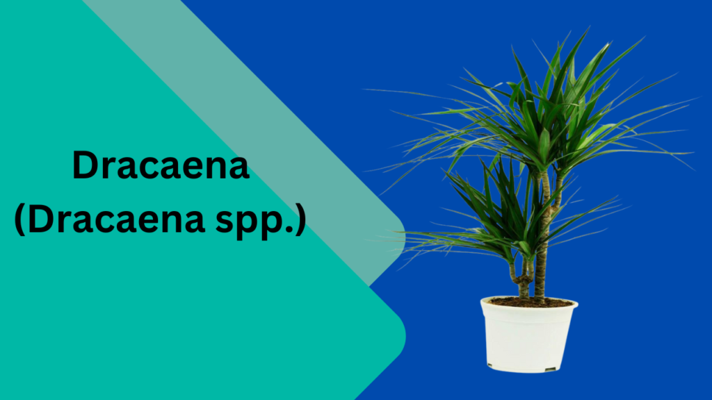 Dracaena Dracaena spp