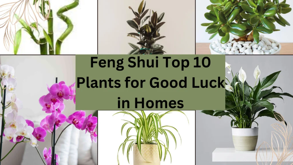 Top 10 Feng Shui Plants for Good Luck for Homes 1 Feng Shui Top 10 Plants for Good Luck for Homes