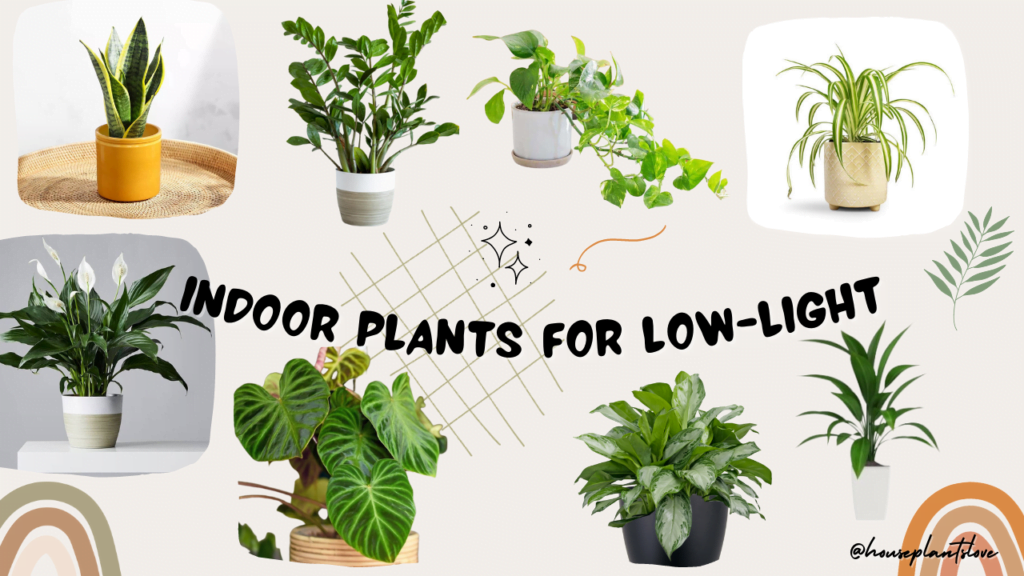 Best Easy Low Light Houseplants or No Light Indoor Plants for Home