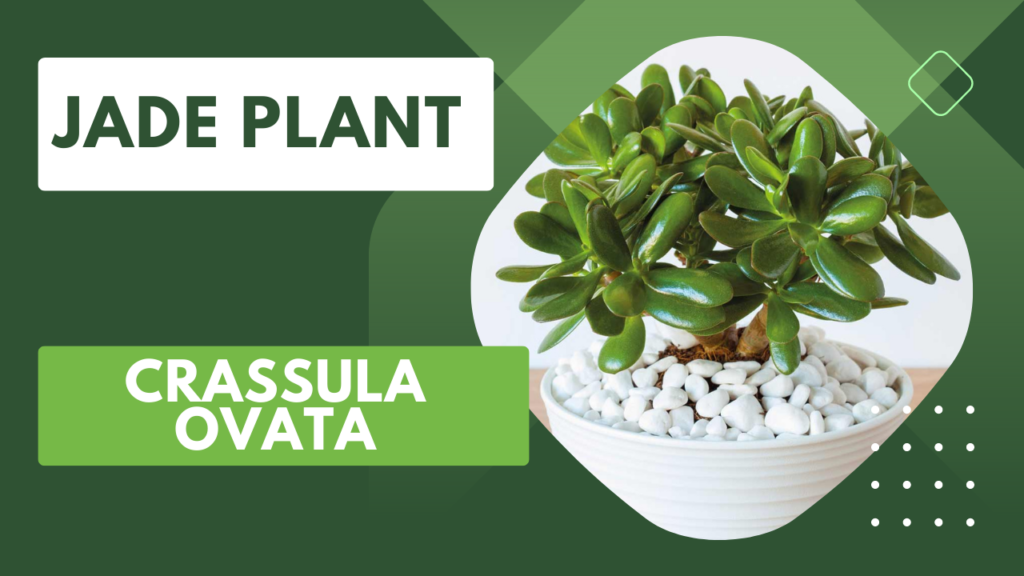 Jade Plant Grow and Care