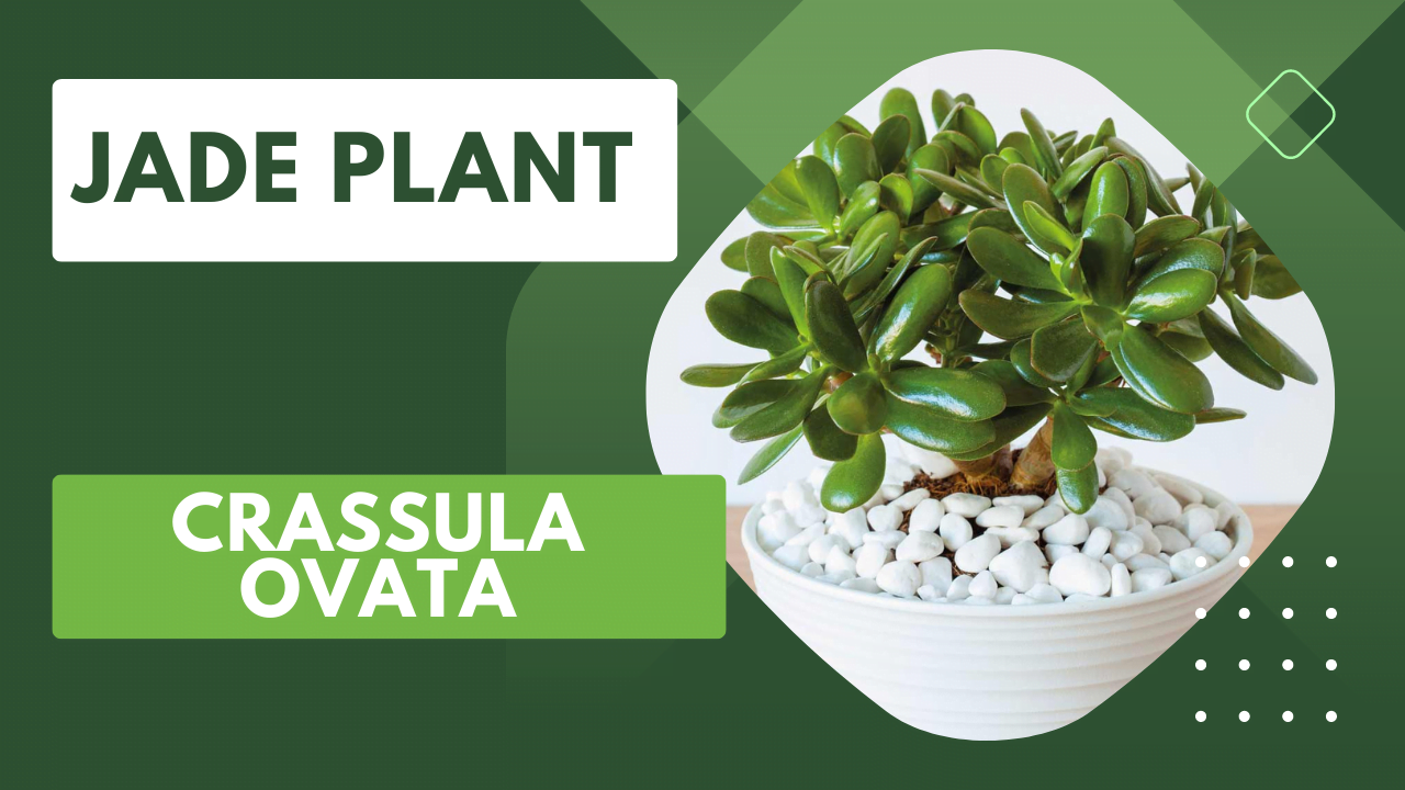 Jade Plant or Crassula ovata Grow and Care tips