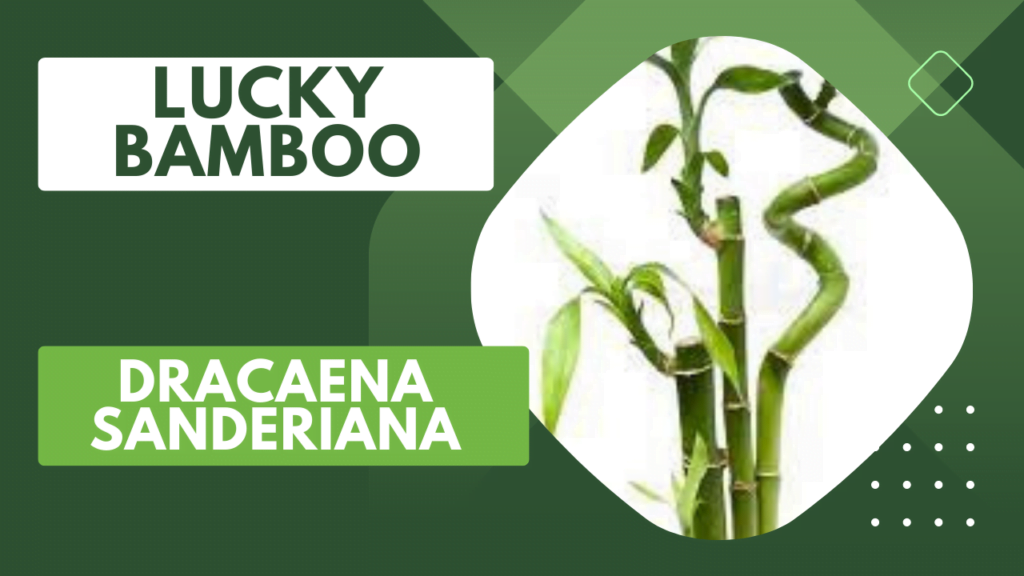 Lucky bamboo Dracaena sanderiana best feng shui in house plant