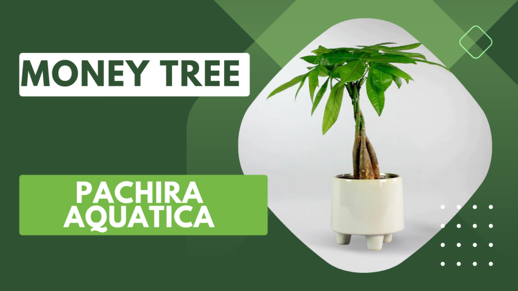 Money tree Pachira aquatica feng shui house plant