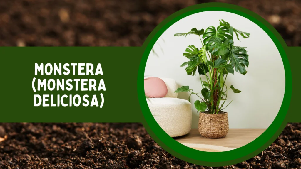 Top 10 Most Popular House Plants for Positive Energy 10 Monstera or Monstera deliciosa