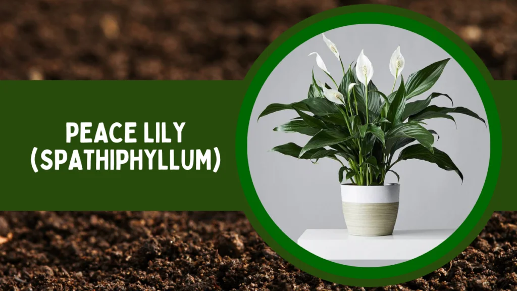 Top 10 Most Popular House Plants for Positive Energy 5 Peace Lily or Spathiphyllum