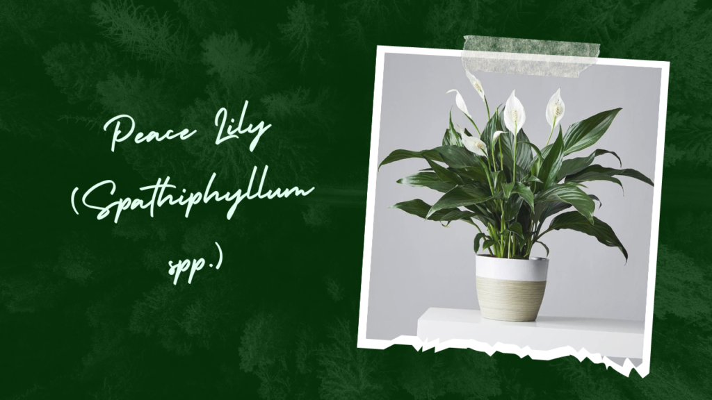 Peace Lily Spathiphyllum spp