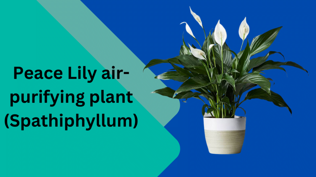 peace lily air purifying plant