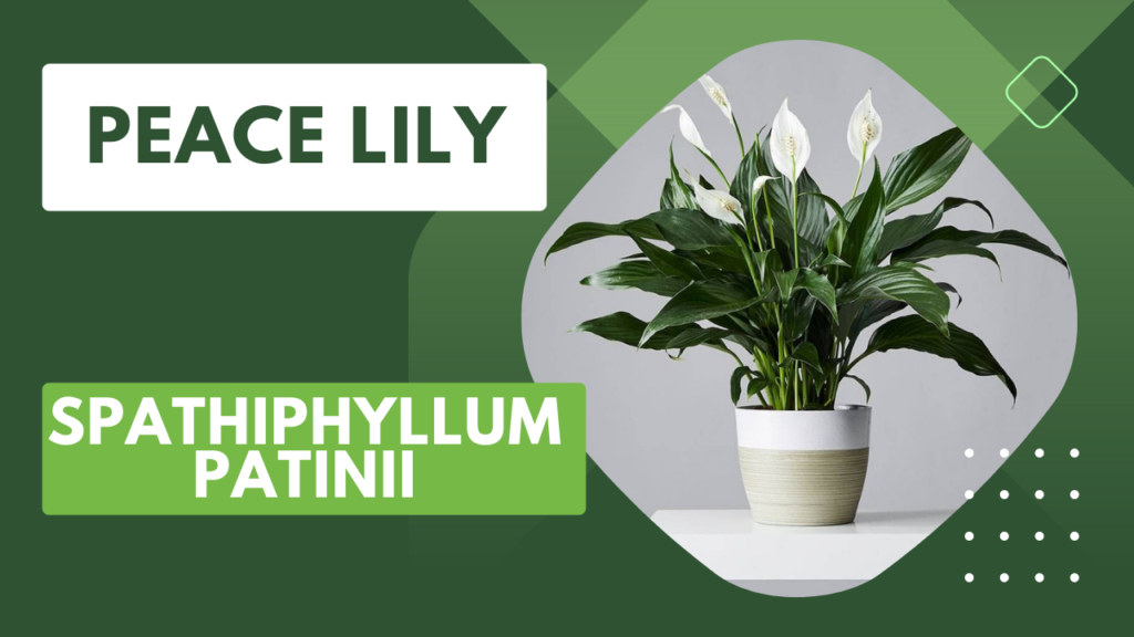 Peace lily Spathiphyllum patinii feng shui plant for indoor