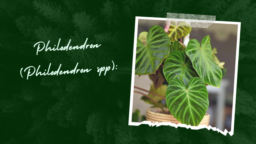 Philodendron