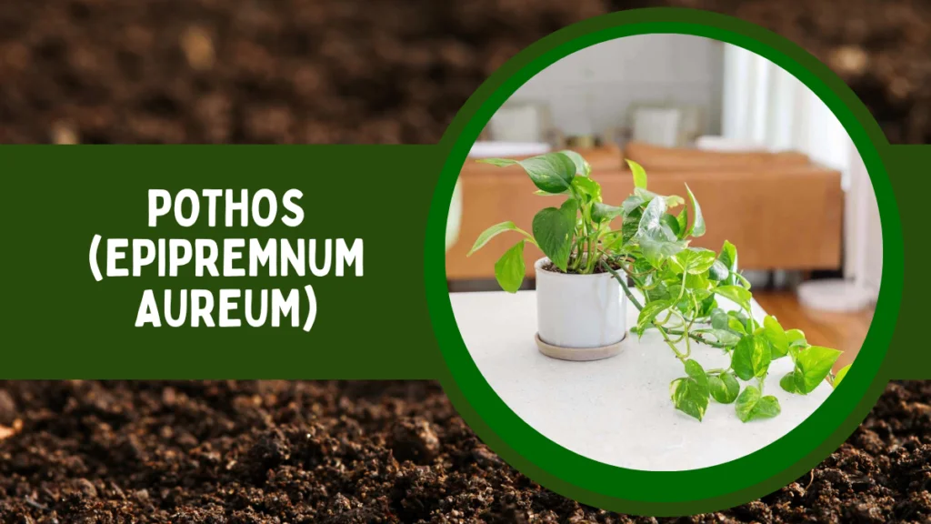 Top 10 Most Popular House Plants for Positive Energy 3 Pothos or Money Plant or Epipremnum Aureum