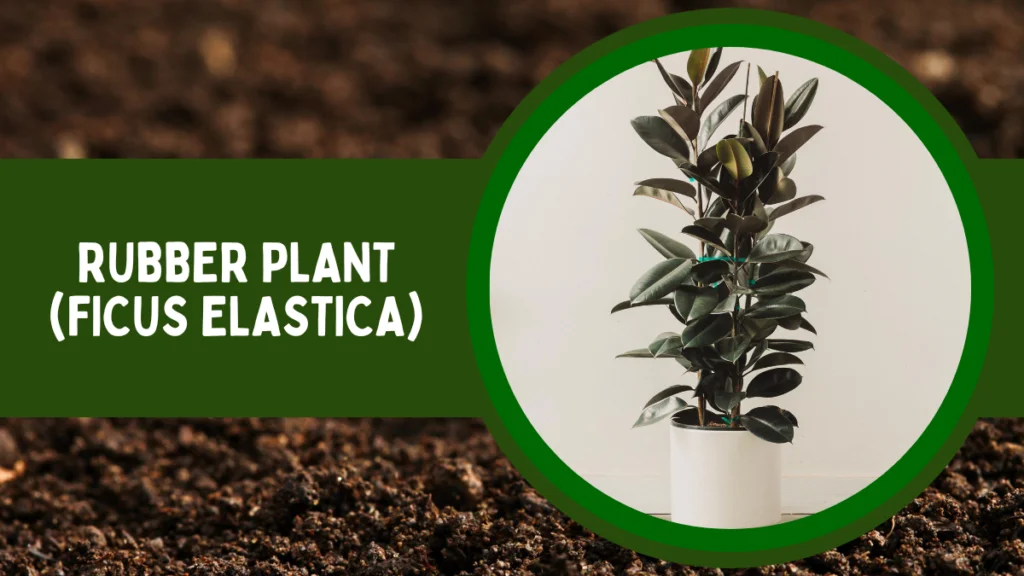 Top 10 Most Popular House Plants for Positive Energy 7 Rubber Plant or Ficus elastica