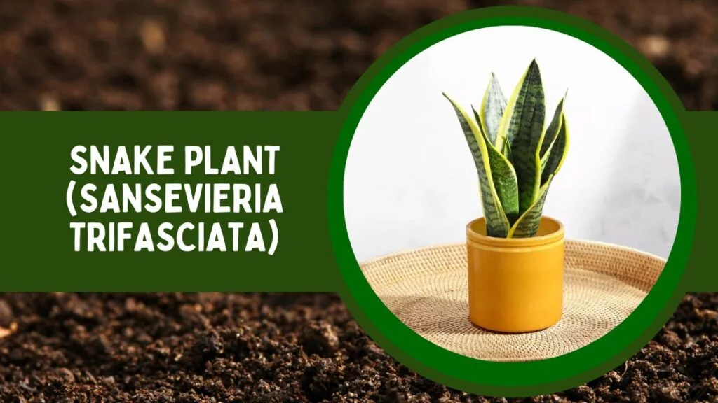Top 10 Most Popular House Plants for Positive Energy 2 Snake Plant or Sansevieria Trifasciata