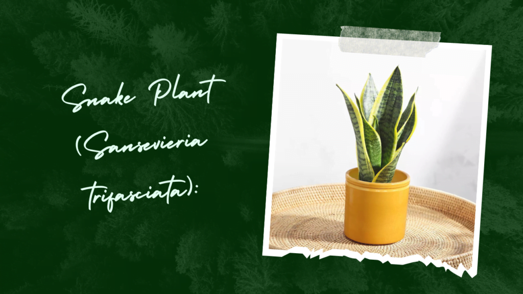 Snake Plant Sansevieria trifasciata