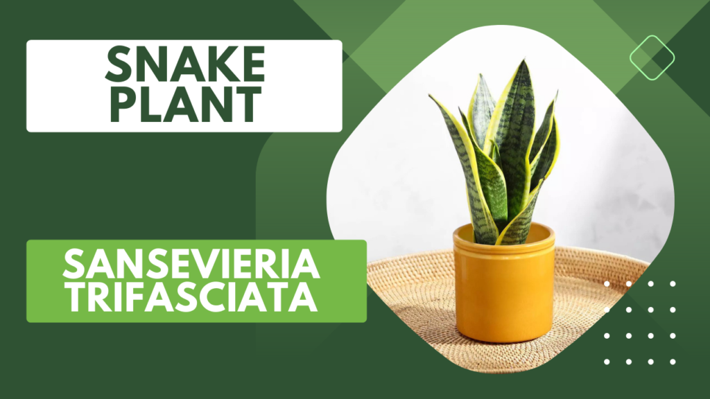 Snake plant Sansevieria trifasciata feng shui plant for positive energy