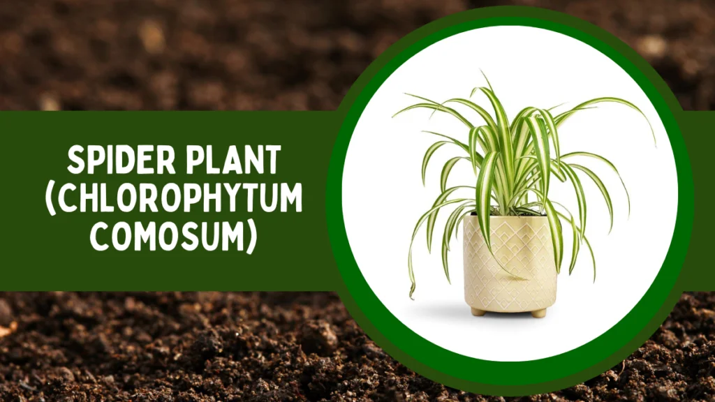 Top 10 Most Popular House Plants for Positive Energy 4 Spider Plant or Chlorophytum Comosum