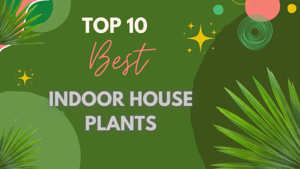 Top 10 Most Popular House Plants for Positive Energy 1 Top ten Best Indoor House Plants for positive energy