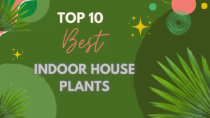 Top 10 Best Indoor House Plants