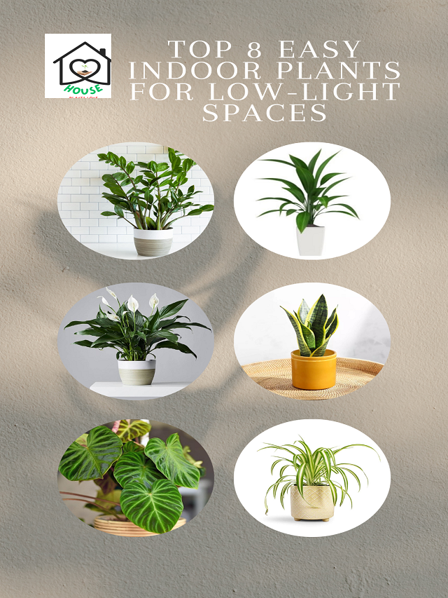 Top 8 Easy Indoor Plants for Low-Light Space