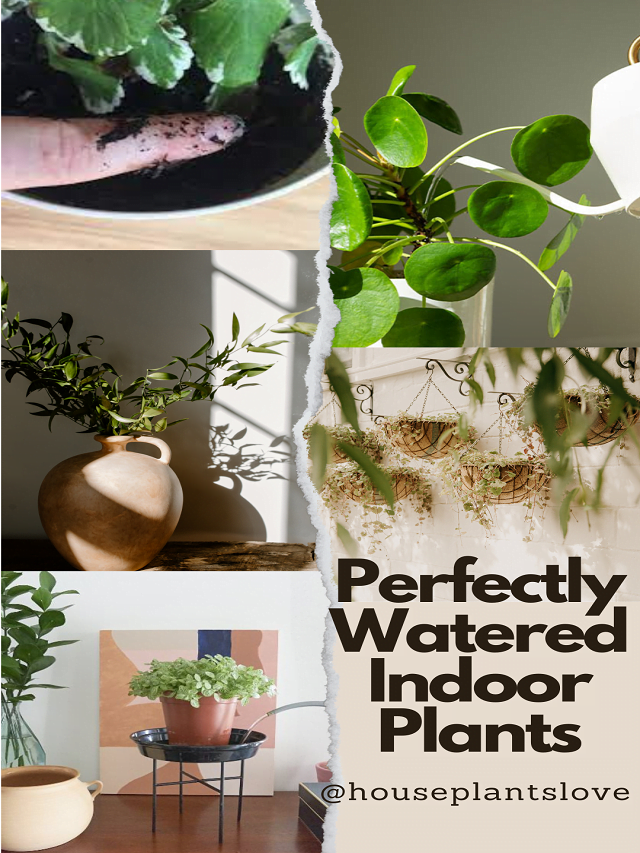 Perfectly way Watered Indoor Plants
