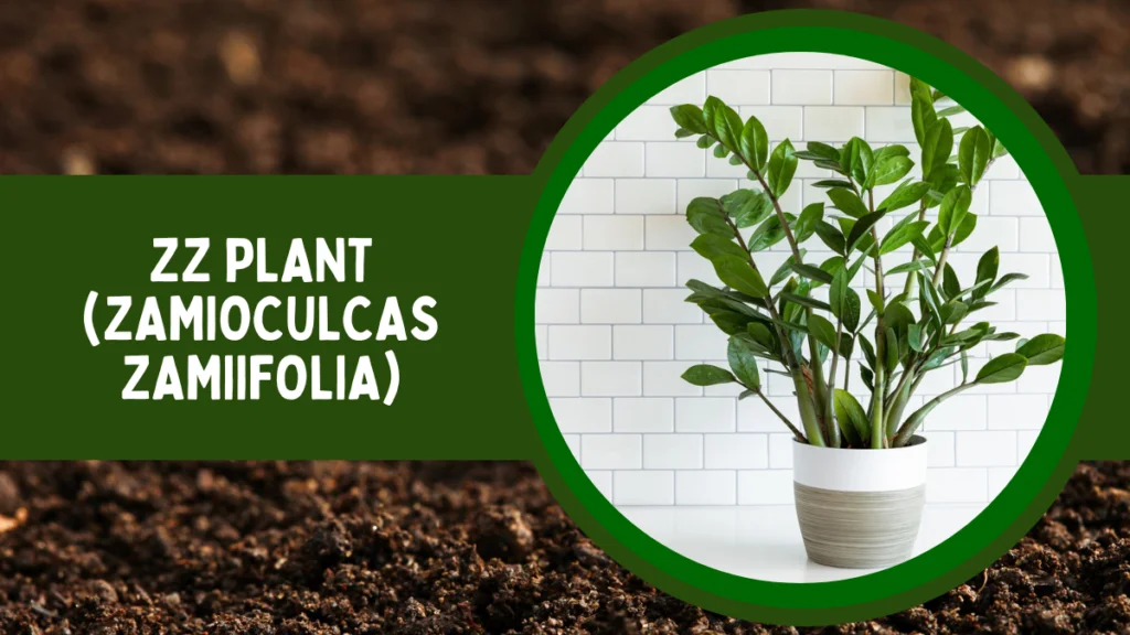 Top 10 Most Popular House Plants for Positive Energy 6 ZZ Plant or Zamioculcas zamiifolia