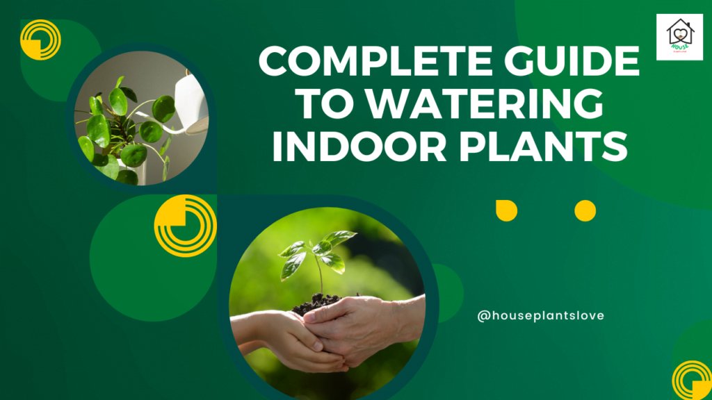 watering indoor plants guide for beginners