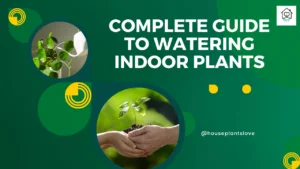 water indoor plants for beginner guide