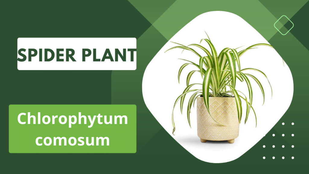 spider plant as per vastu