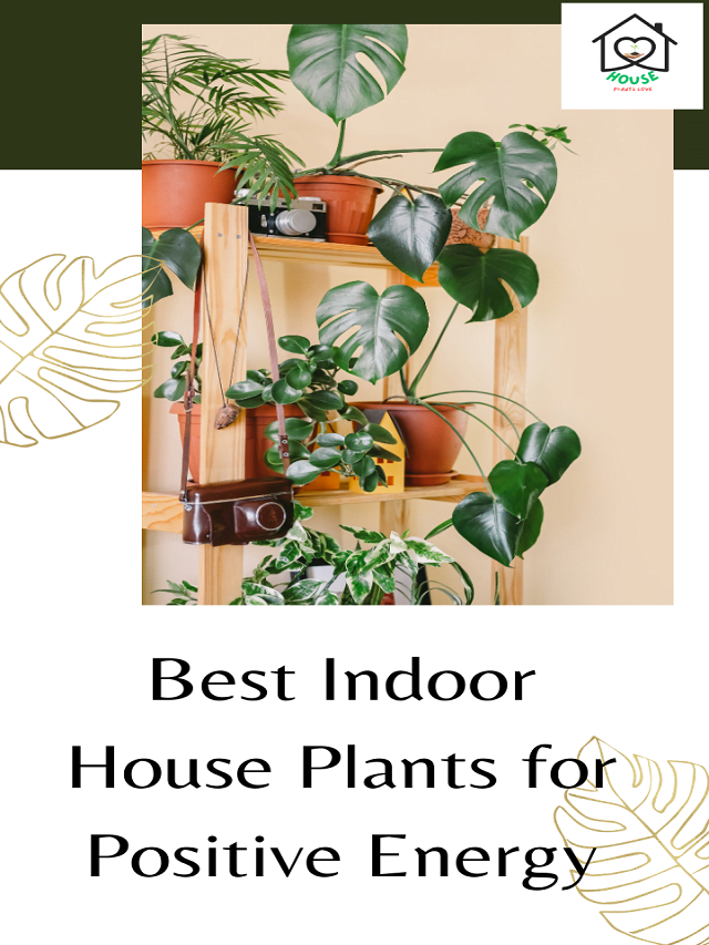 10 Best Indoor House Plants for Positive Energy