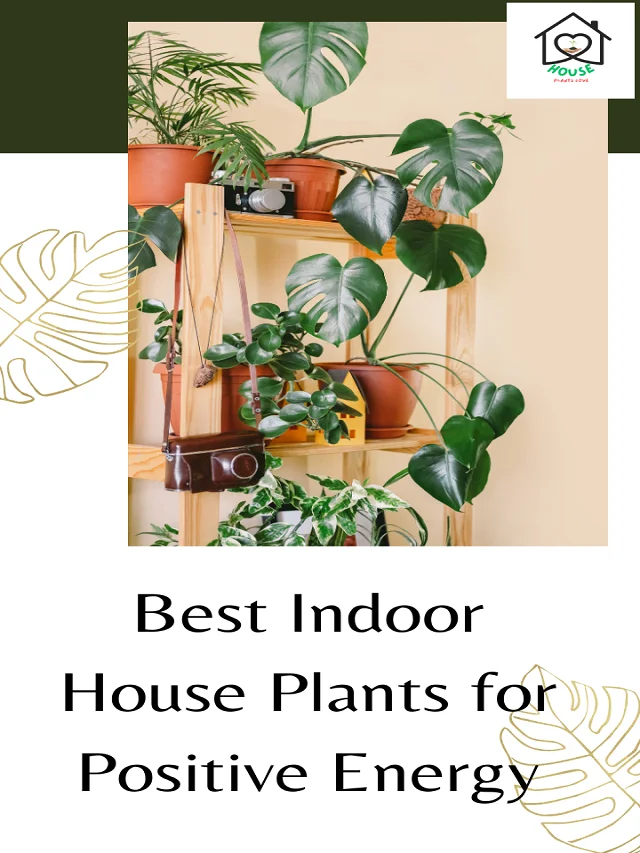 Top 10 Indoor Plants  for Your Home