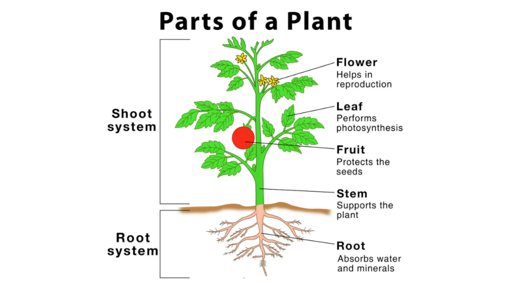 basic information about plants and parts