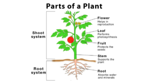 Basic Information-About plants Parts