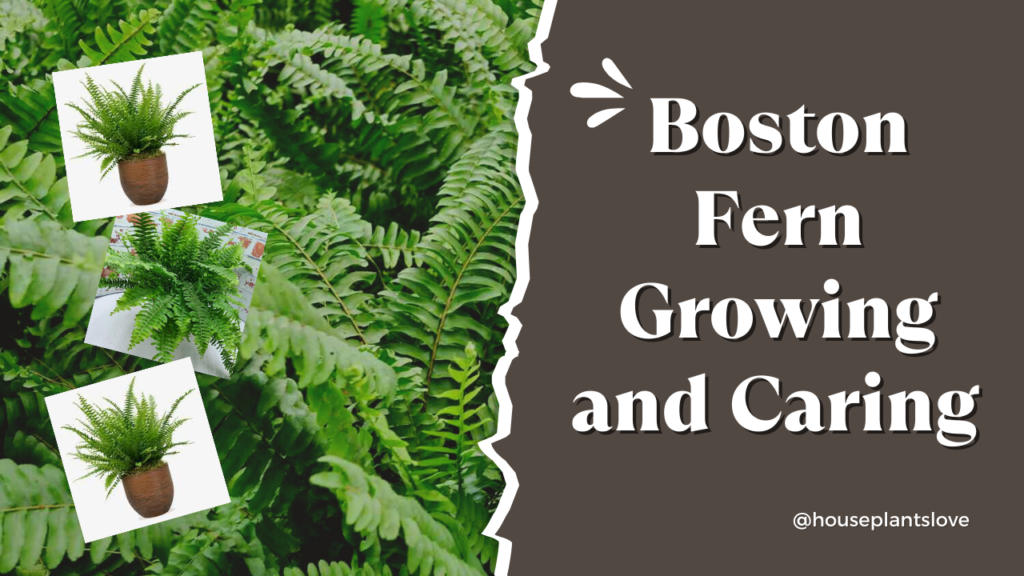 Boston Fern Grow, Care, light, soil, water, Temperature, Humidity, Fertilizer, Types