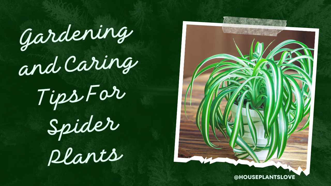 Gardening and Caring Tips For Spider Plants and babies