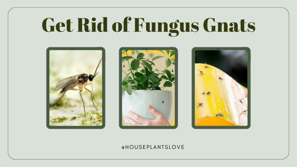 House Plant Flies Fungus gnats identify, life cycle, damage Causes, and how to get rid instantly, prevention