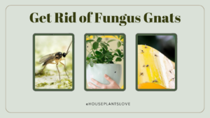 Fungus gnats identify, life cycle, damage Causes, and how to get rid instantly, prevention
