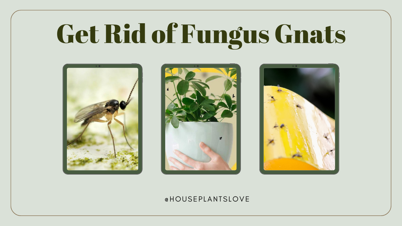 how-to-get-rid-of-house-plant-flies-fungus-gnats-effectively-house