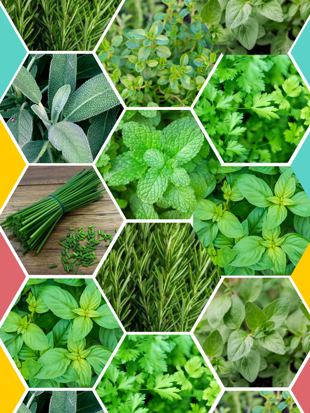 top 10 best herbs which can grow indoor house