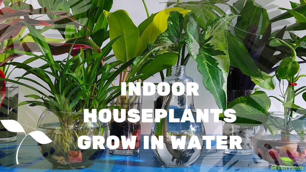 Top 20 Indoor Houseplants grow in water