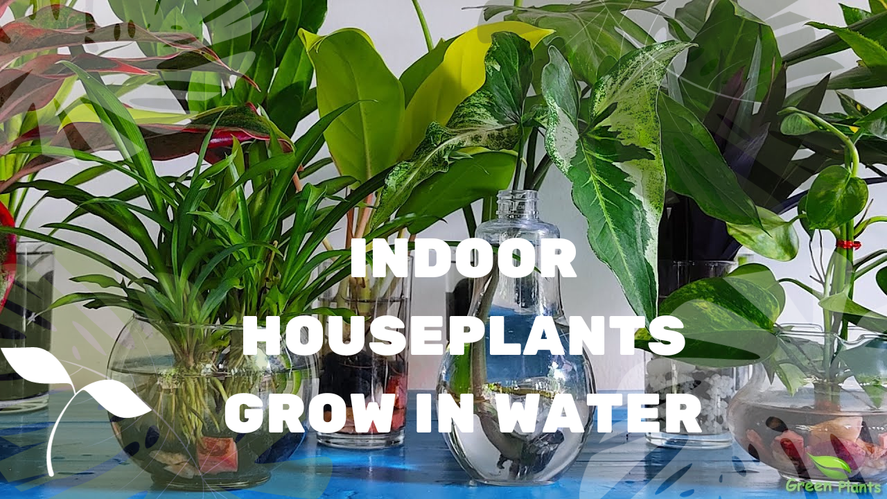 BEST 20 INDOOR PLANTS GROW IN WATER House Plants Love