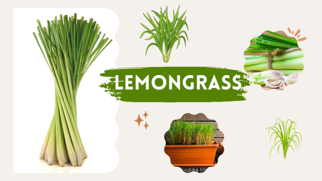 Lemongrass growth care health Benefits Uses