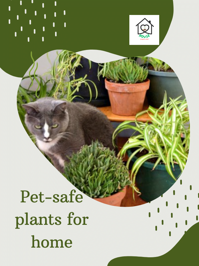 Pet-safe plants for home