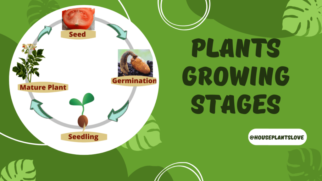 Plants growing stages