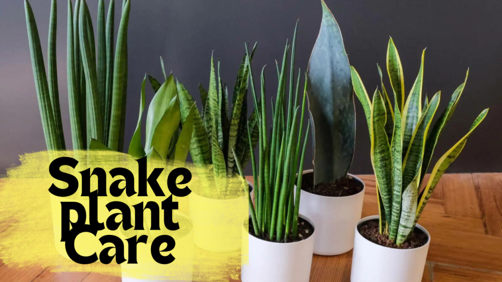 Grow and Care for Snake Plants: Propagation, Pests, Treatments, Common Issues